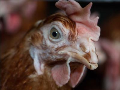 Brown hen