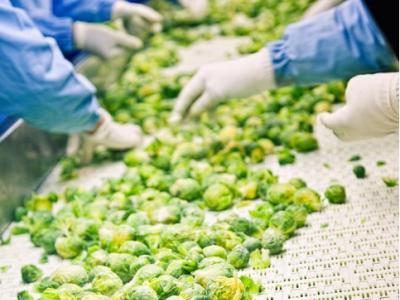 Brussels sprouts on conveyer