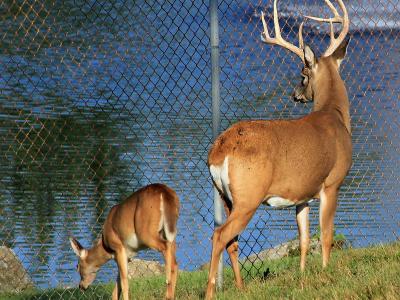 Buck and doe on deer farm