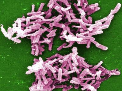 Clostridium difficile