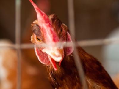 Caged chicken