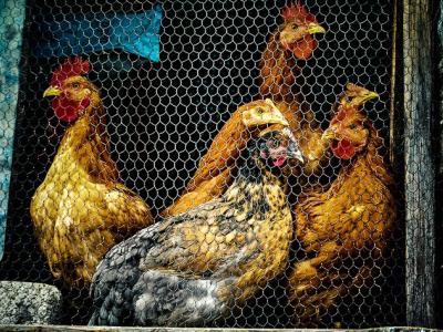 Caged chickens