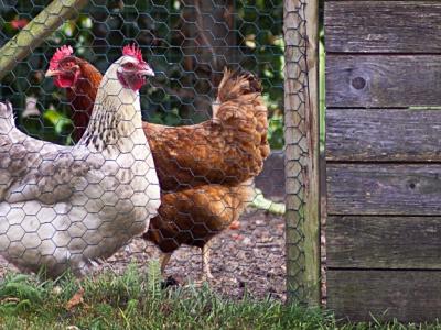 Caged chickens