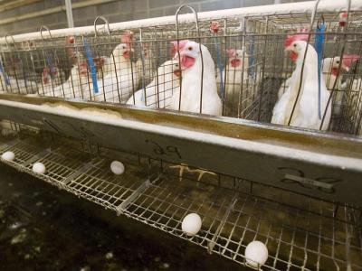 Caged laying hens