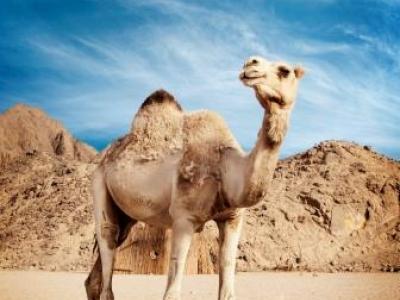 Camel