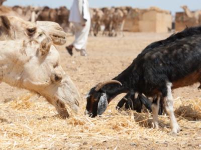Camel and goats