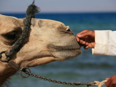 Camel and handler