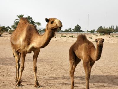 Adult camel with young