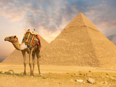 Camel at pyramids