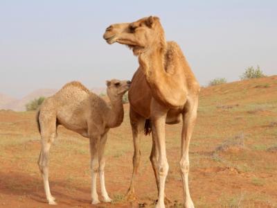 Camel with calf