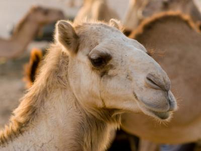 Camel