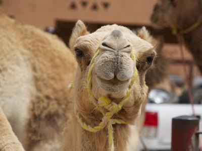Camel
