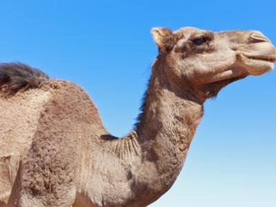 Camel
