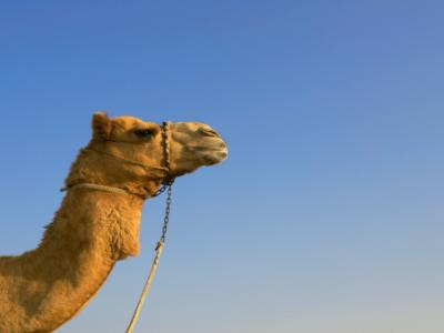 Camel
