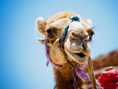 Dromedary camel