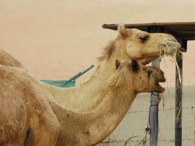 Camel farm