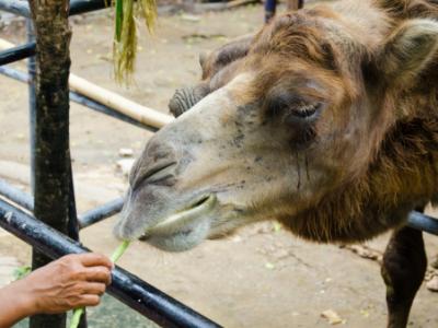 Camel feeding