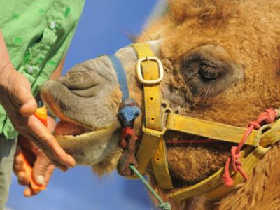 Camel being hand-fed