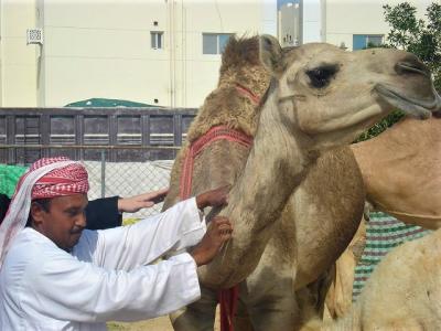 Camel handler