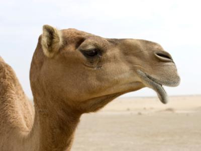 Camel head