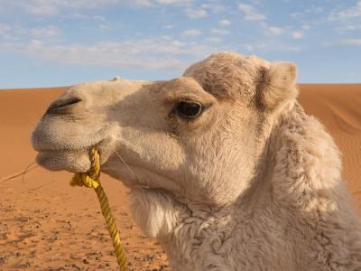 Camel head