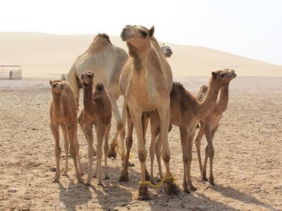 Camel herd