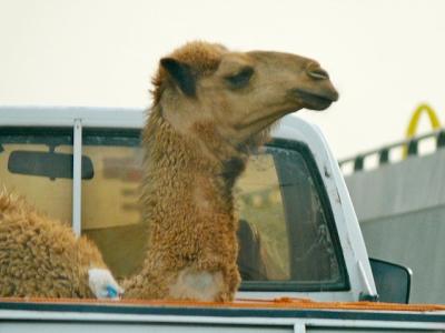 Camel in truck