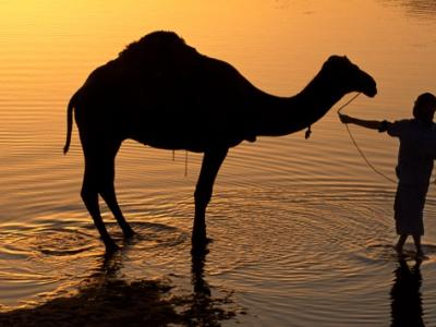Camel in Water