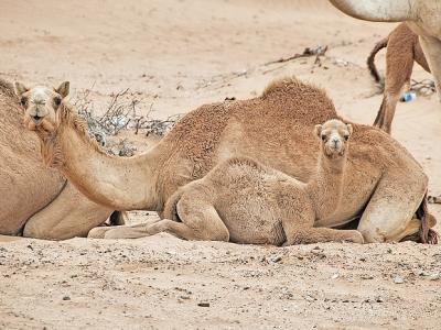 Camel mother and calf