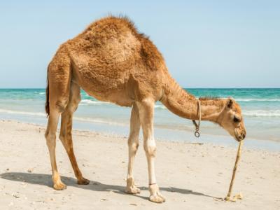 Camel on beach