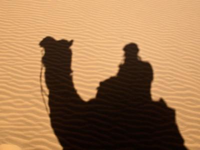 Silhouette of camel