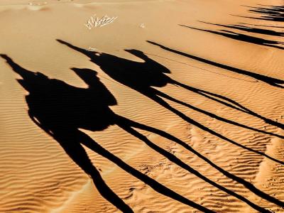 Camel shadows
