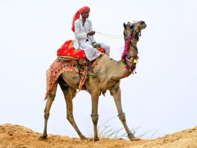 Camel with rider