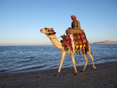 Camel with rider