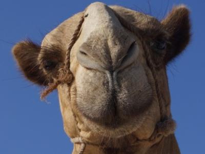 Camel up close