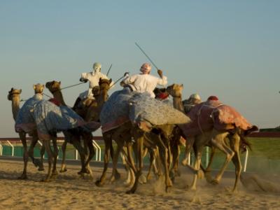 camel racing