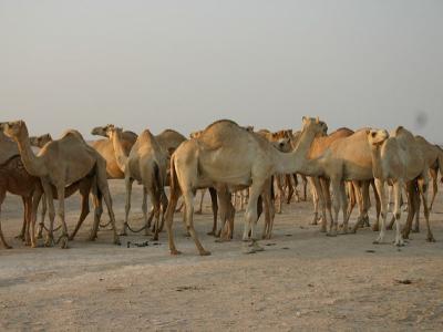 Camels