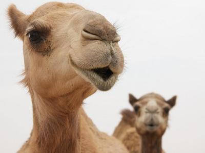 Camels