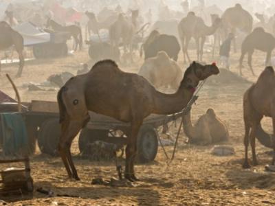Camels in crowded market