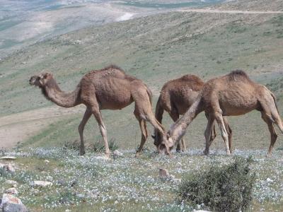 Camels in Negev Desert