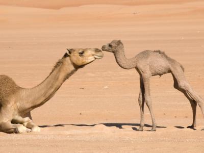 Mother and baby camel