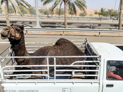 Camel truck