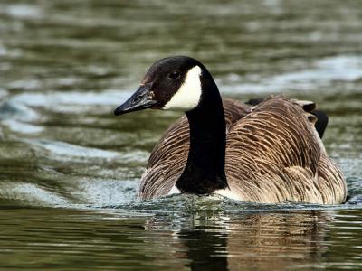 Canada goose