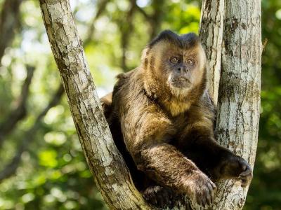 Capuchin monkey