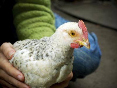 Chicken and handler