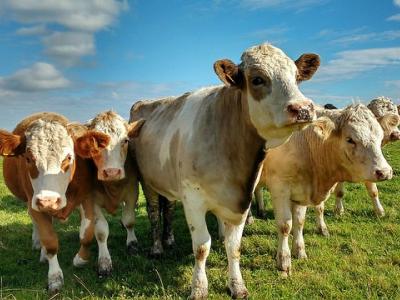 Cattle herd
