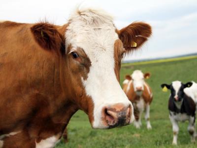 Cattle in field