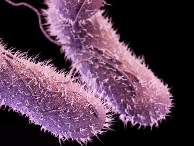 Salmonella
