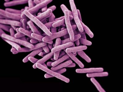 Mycobacterium tuberculosis illustration