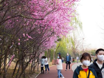Cherry trees and people wearing masks in Beijing